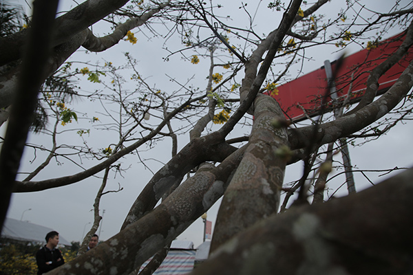 Nổi nhất tết này, mai rừng 40 năm tuổi giá 100 triệu-8