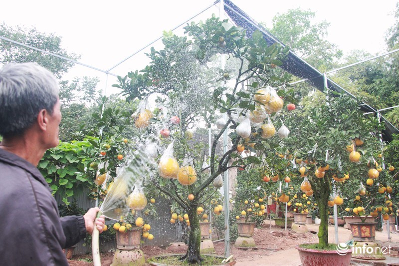 Vườn cây ghép 10 loại quả tiền tỷ, độc nhất vô nhị chỉ phục vụ chơi Tết-1