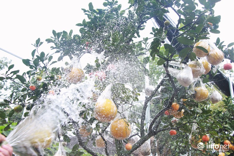 Vườn cây ghép 10 loại quả tiền tỷ, độc nhất vô nhị chỉ phục vụ chơi Tết-15