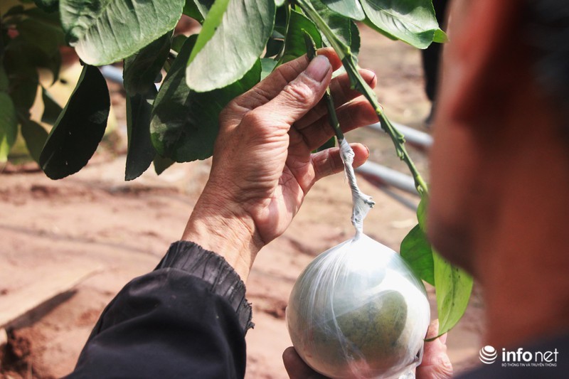 Vườn cây ghép 10 loại quả tiền tỷ, độc nhất vô nhị chỉ phục vụ chơi Tết-4