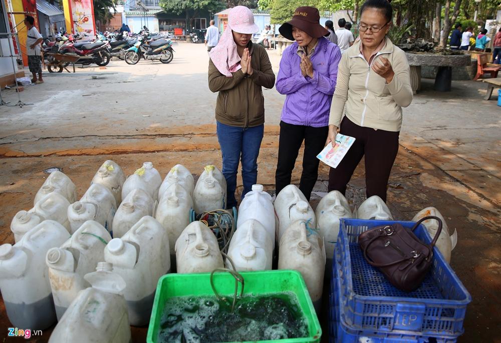 Cá cúng ông Táo bị chích điện ngay trước mặt người thả ở TP.HCM-2