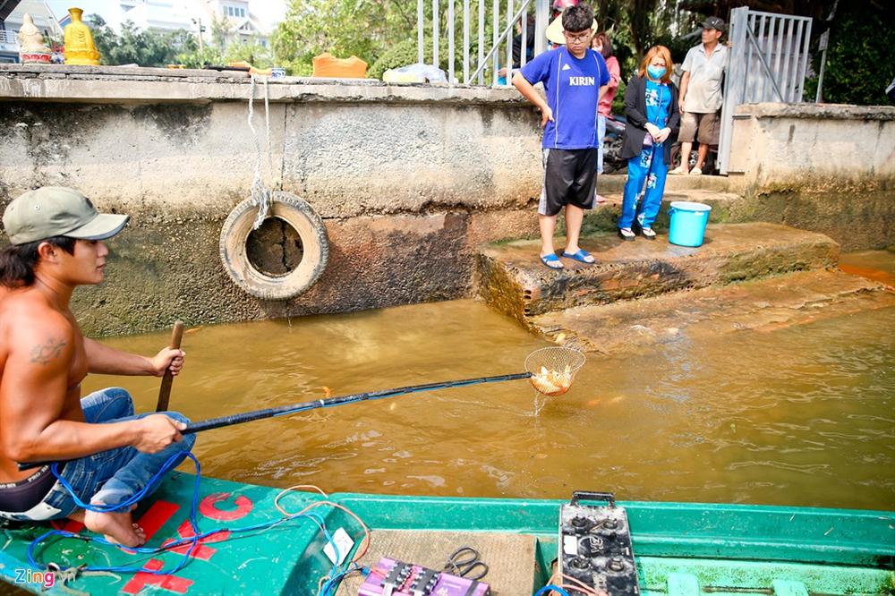Cá cúng ông Táo bị chích điện ngay trước mặt người thả ở TP.HCM-5