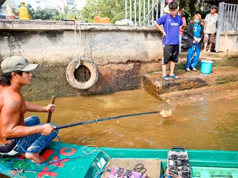 Cá cúng ông Táo bị chích điện ngay trước mặt người thả ở TP.HCM