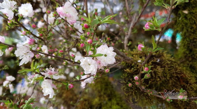 Kiêu hãnh nhất chợ hoa Tết, mai đá Sa Pa rêu bọc kín thân-1
