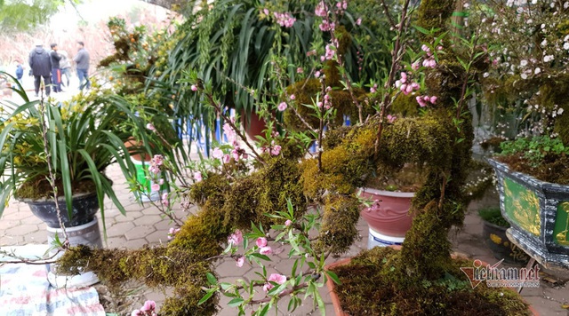 Kiêu hãnh nhất chợ hoa Tết, mai đá Sa Pa rêu bọc kín thân-2