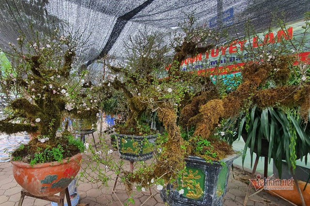 Kiêu hãnh nhất chợ hoa Tết, mai đá Sa Pa rêu bọc kín thân-3