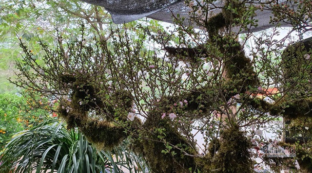 Kiêu hãnh nhất chợ hoa Tết, mai đá Sa Pa rêu bọc kín thân-4