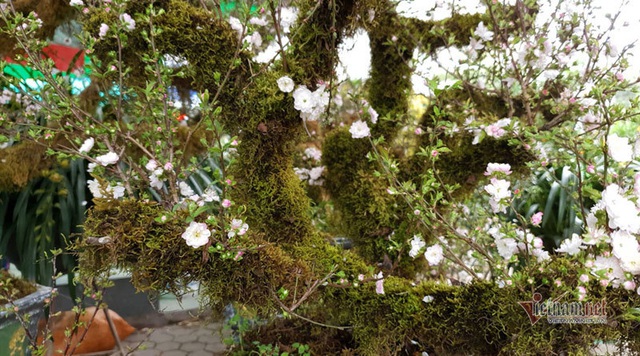 Kiêu hãnh nhất chợ hoa Tết, mai đá Sa Pa rêu bọc kín thân-5