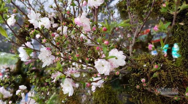 Kiêu hãnh nhất chợ hoa Tết, mai đá Sa Pa rêu bọc kín thân-9