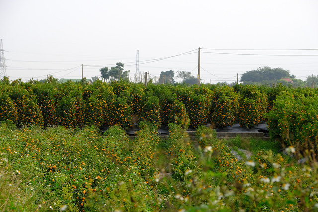 Tết Canh Tý 2020: Quất tăng giá, đào giảm mạnh, hoa nhập khẩu hút khách-1