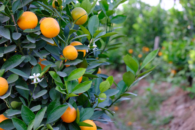 Tết Canh Tý 2020: Quất tăng giá, đào giảm mạnh, hoa nhập khẩu hút khách-2