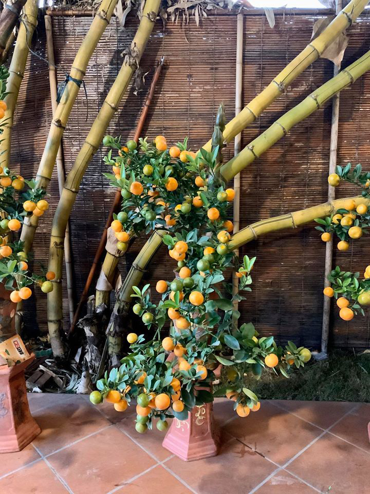 Tết Canh Tý 2020: Quất tăng giá, đào giảm mạnh, hoa nhập khẩu hút khách-4