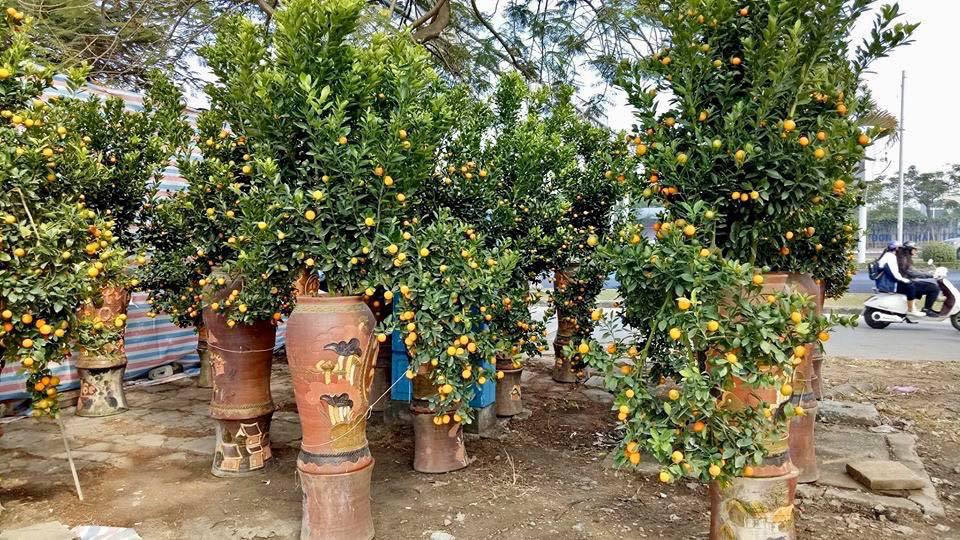 Tết Canh Tý 2020: Quất tăng giá, đào giảm mạnh, hoa nhập khẩu hút khách-5
