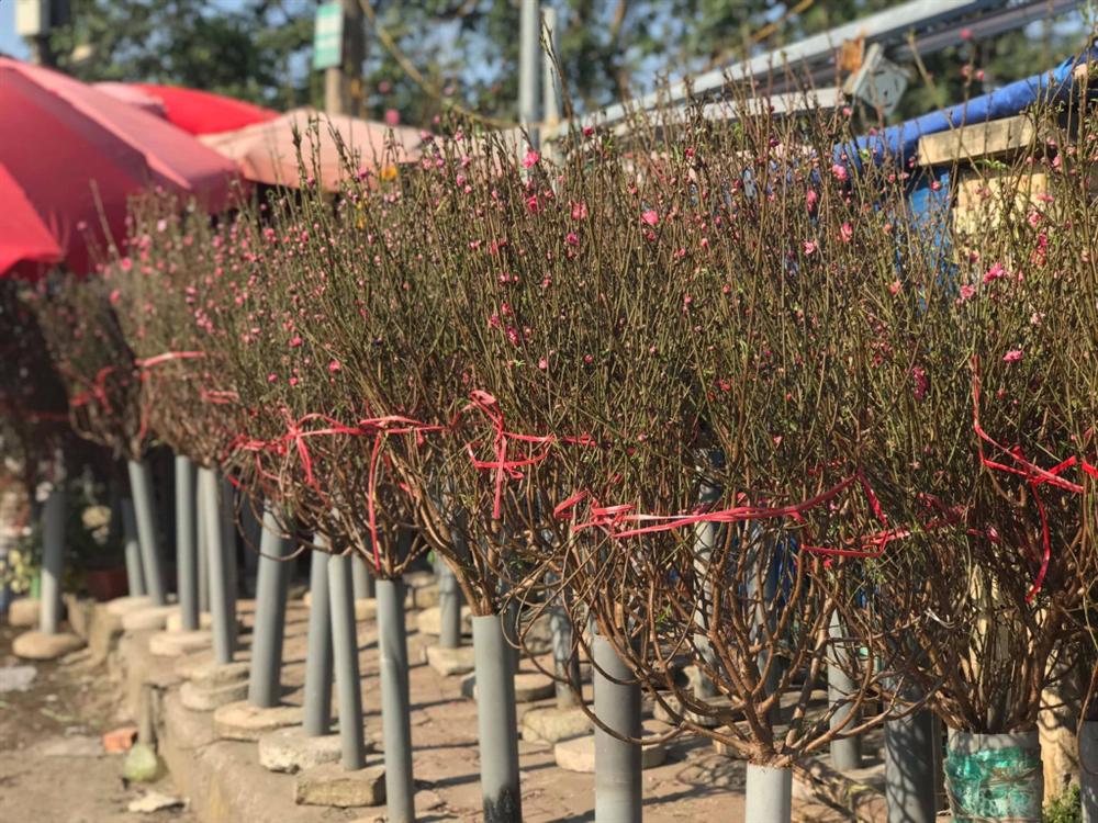 Tết Canh Tý 2020: Quất tăng giá, đào giảm mạnh, hoa nhập khẩu hút khách-6