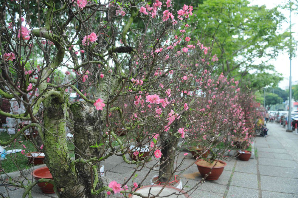 Tết Canh Tý 2020: Quất tăng giá, đào giảm mạnh, hoa nhập khẩu hút khách-7