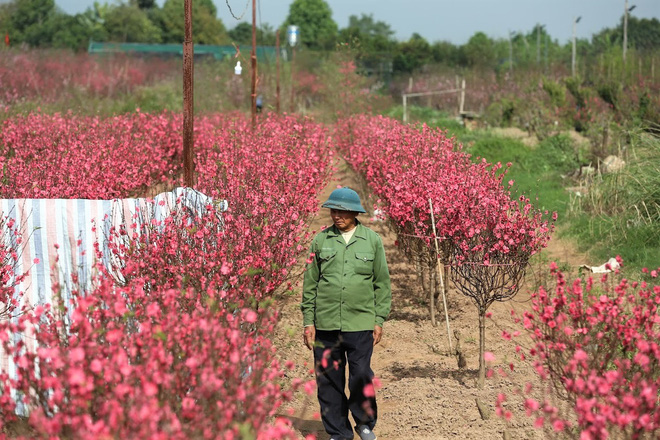 Xót xa vựa đào Nhật Tân nở hoa đỏ rực trước Tết, người dân ngậm ngùi hái bỏ cả nghìn bông-1