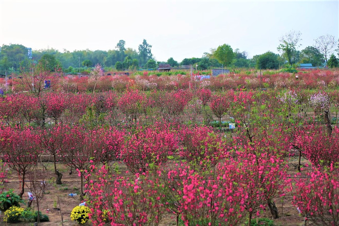 Xót xa vựa đào Nhật Tân nở hoa đỏ rực trước Tết, người dân ngậm ngùi hái bỏ cả nghìn bông-2