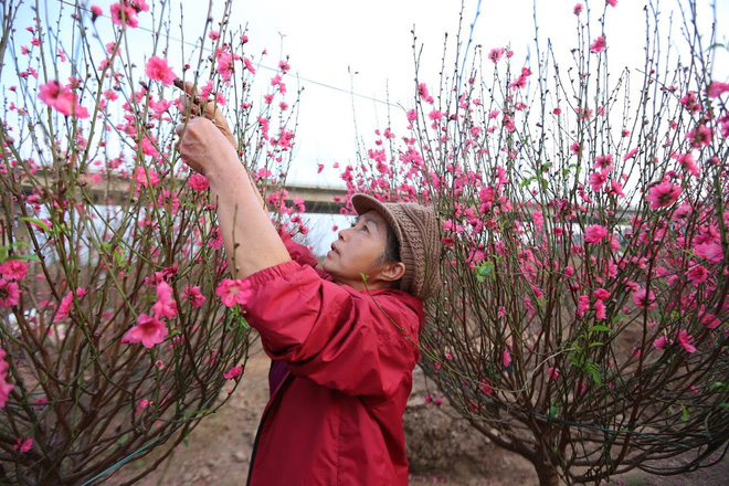 Xót xa vựa đào Nhật Tân nở hoa đỏ rực trước Tết, người dân ngậm ngùi hái bỏ cả nghìn bông-3