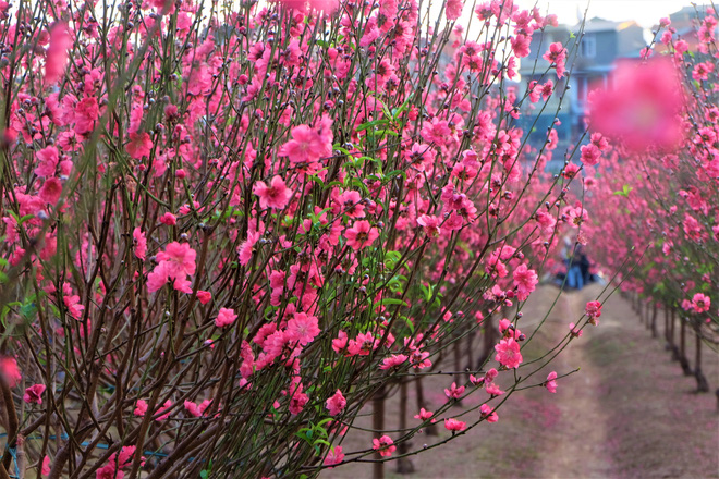 Xót xa vựa đào Nhật Tân nở hoa đỏ rực trước Tết, người dân ngậm ngùi hái bỏ cả nghìn bông-5