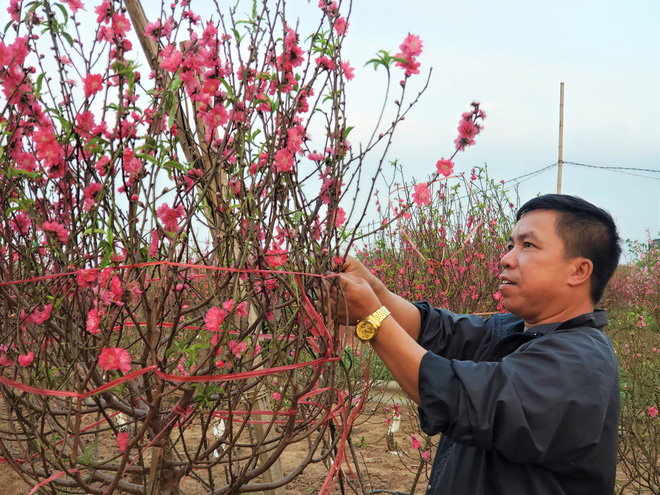 Xót xa vựa đào Nhật Tân nở hoa đỏ rực trước Tết, người dân ngậm ngùi hái bỏ cả nghìn bông-7