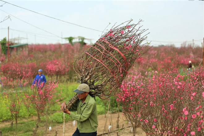 Xót xa vựa đào Nhật Tân nở hoa đỏ rực trước Tết, người dân ngậm ngùi hái bỏ cả nghìn bông-8