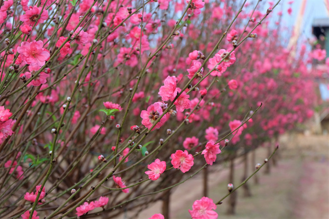 Xót xa vựa đào Nhật Tân nở hoa đỏ rực trước Tết, người dân ngậm ngùi hái bỏ cả nghìn bông-9