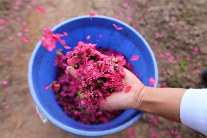 Xót xa vựa đào Nhật Tân nở hoa đỏ rực trước Tết, người dân ngậm ngùi hái bỏ cả nghìn bông-10