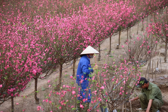 Xót xa vựa đào Nhật Tân nở hoa đỏ rực trước Tết, người dân ngậm ngùi hái bỏ cả nghìn bông-12
