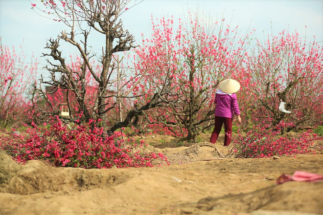 Xót xa vựa đào Nhật Tân nở hoa đỏ rực trước Tết, người dân ngậm ngùi hái bỏ cả nghìn bông-13