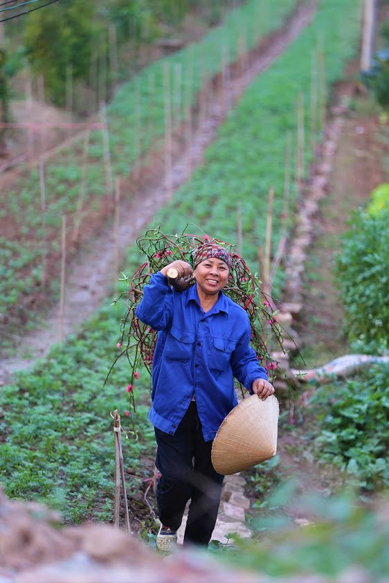Xót xa vựa đào Nhật Tân nở hoa đỏ rực trước Tết, người dân ngậm ngùi hái bỏ cả nghìn bông-15
