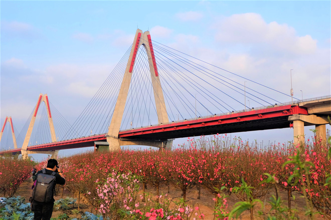 Xót xa vựa đào Nhật Tân nở hoa đỏ rực trước Tết, người dân ngậm ngùi hái bỏ cả nghìn bông-16