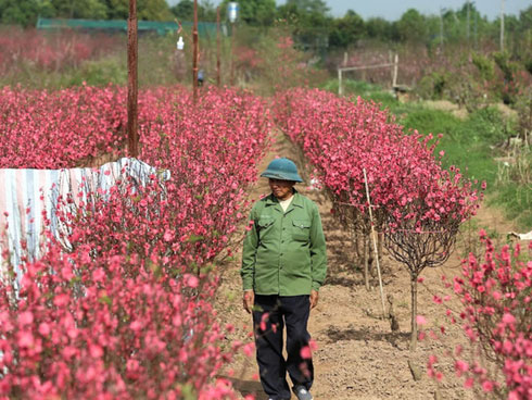 Tuần cuối trước Tết chợ hoa Quảng An đông nghẹt thở, người người đến sắm đào quất-15