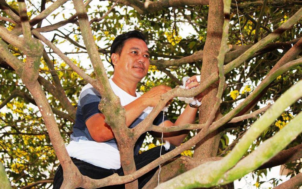 Cận cảnh lão mai 90 năm tuổi được rao bán 1 tỉ đồng-2