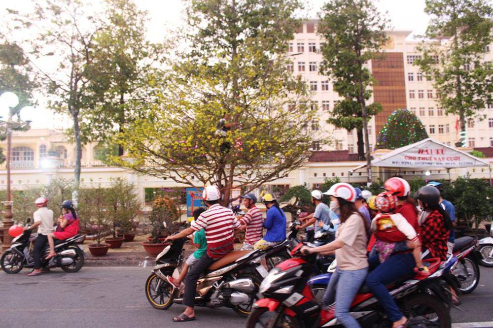 Cận cảnh lão mai 90 năm tuổi được rao bán 1 tỉ đồng-10