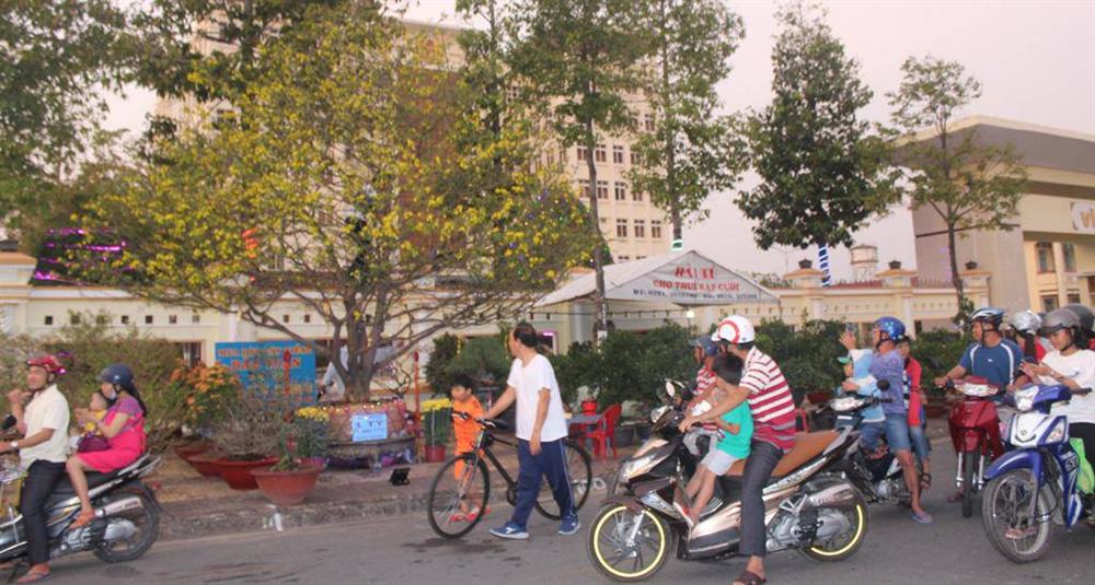 Cận cảnh lão mai 90 năm tuổi được rao bán 1 tỉ đồng-11