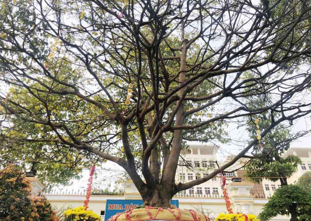 Cận cảnh lão mai 90 năm tuổi được rao bán 1 tỉ đồng-3