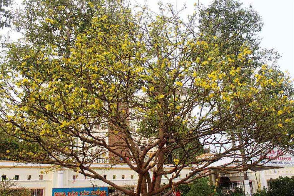 Cận cảnh lão mai 90 năm tuổi được rao bán 1 tỉ đồng-5