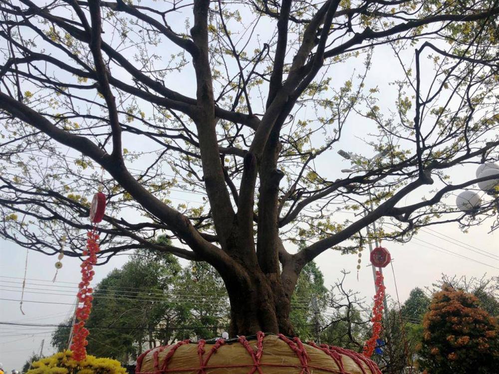 Cận cảnh lão mai 90 năm tuổi được rao bán 1 tỉ đồng-6