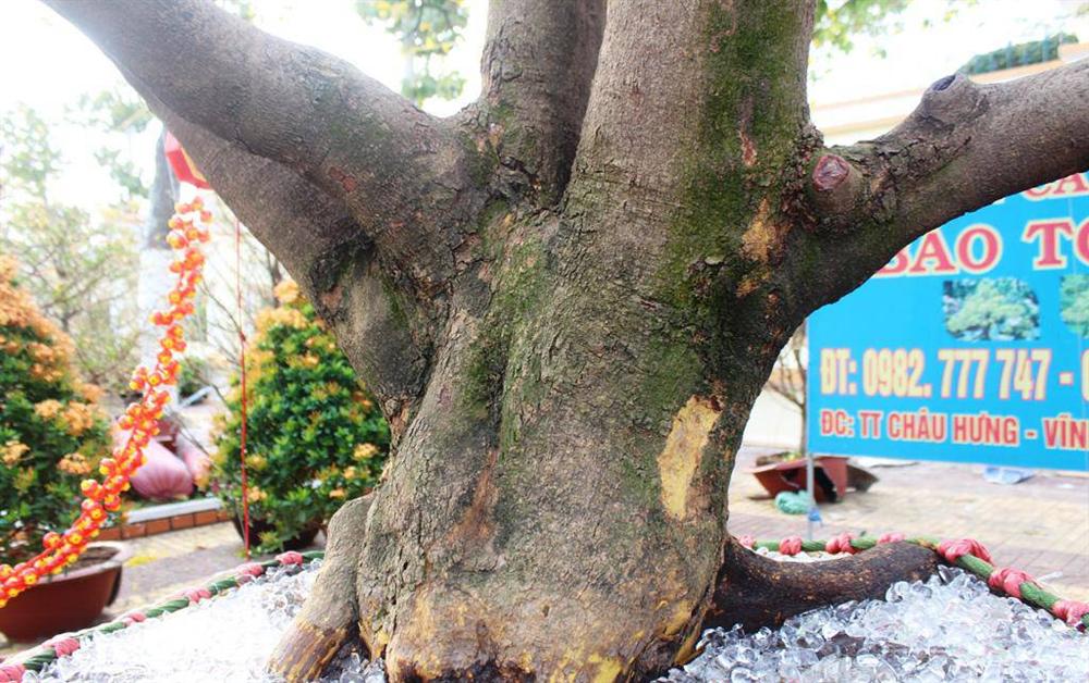 Cận cảnh lão mai 90 năm tuổi được rao bán 1 tỉ đồng-7