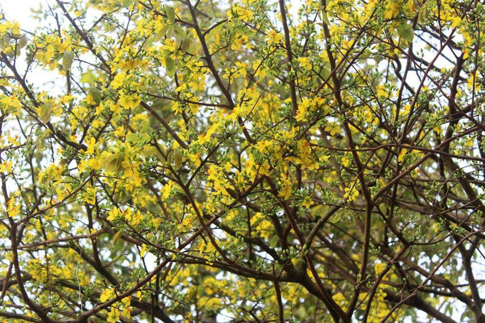 Cận cảnh lão mai 90 năm tuổi được rao bán 1 tỉ đồng-8