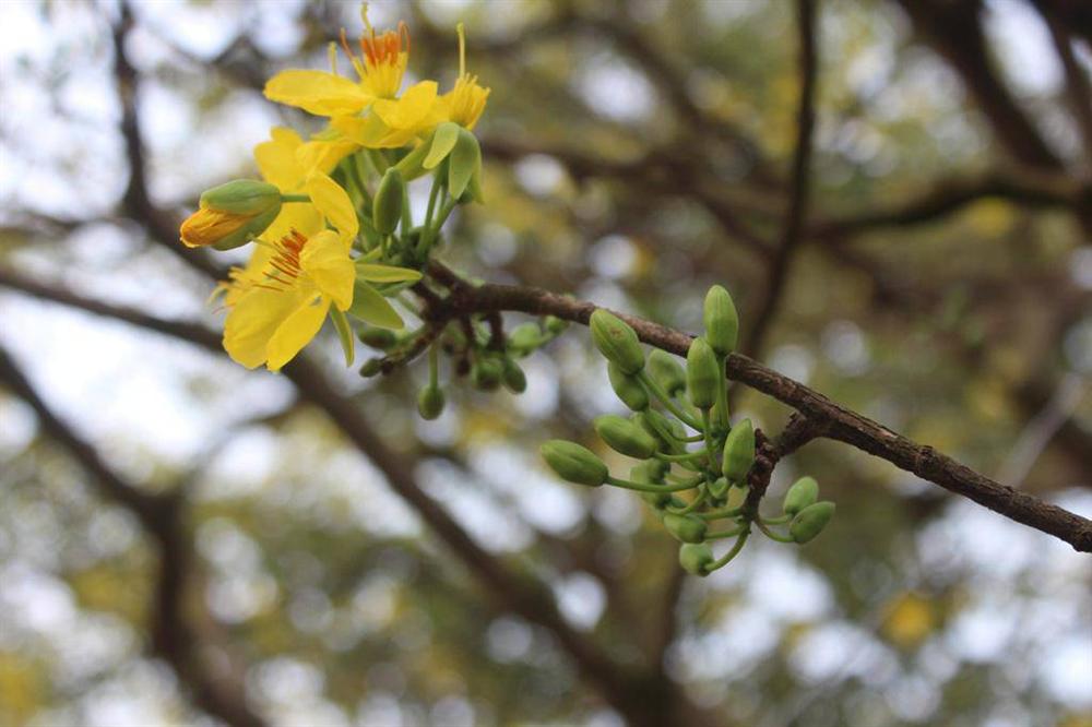 Cận cảnh lão mai 90 năm tuổi được rao bán 1 tỉ đồng-9