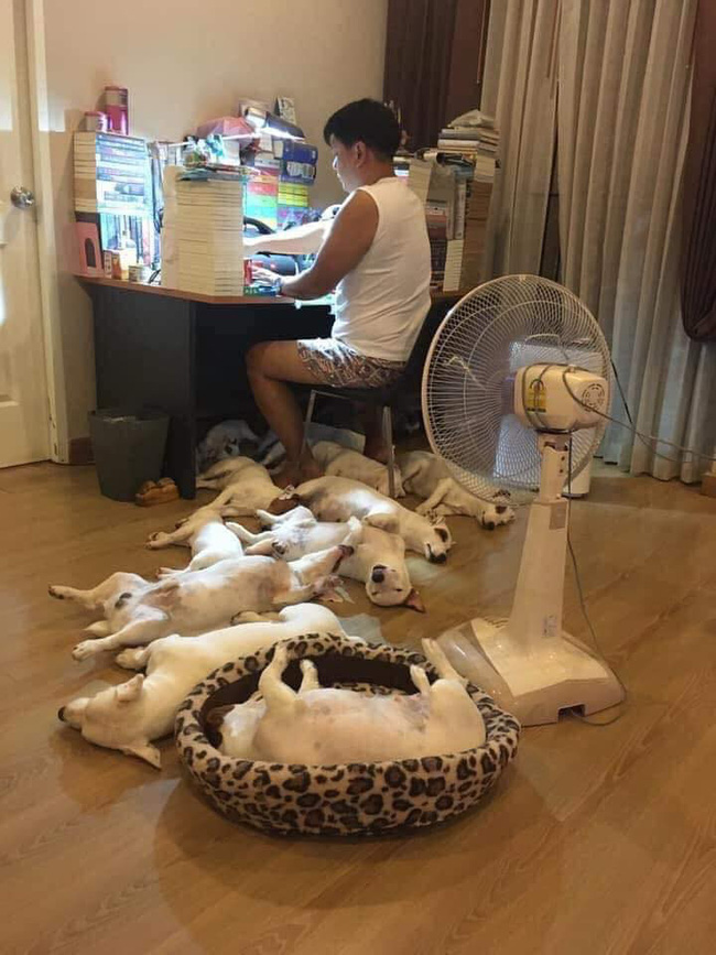 Anh chồng kêu khổ vì vợ cứ nằng nặc đòi nuôi 2 con chó, 3 năm sau kết cục xảy đến với anh khiến ai nấy câm nín-2