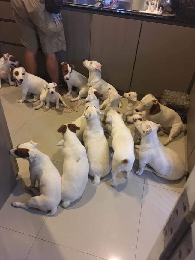 Anh chồng kêu khổ vì vợ cứ nằng nặc đòi nuôi 2 con chó, 3 năm sau kết cục xảy đến với anh khiến ai nấy câm nín-3