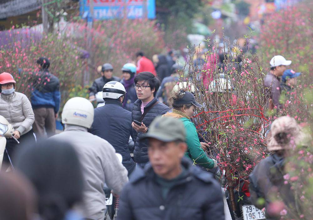 Tuần cuối trước Tết chợ hoa Quảng An đông nghẹt thở, người người đến sắm đào quất-2