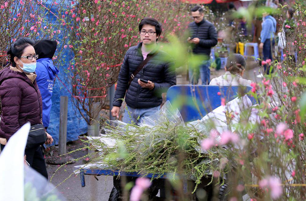 Tuần cuối trước Tết chợ hoa Quảng An đông nghẹt thở, người người đến sắm đào quất-3