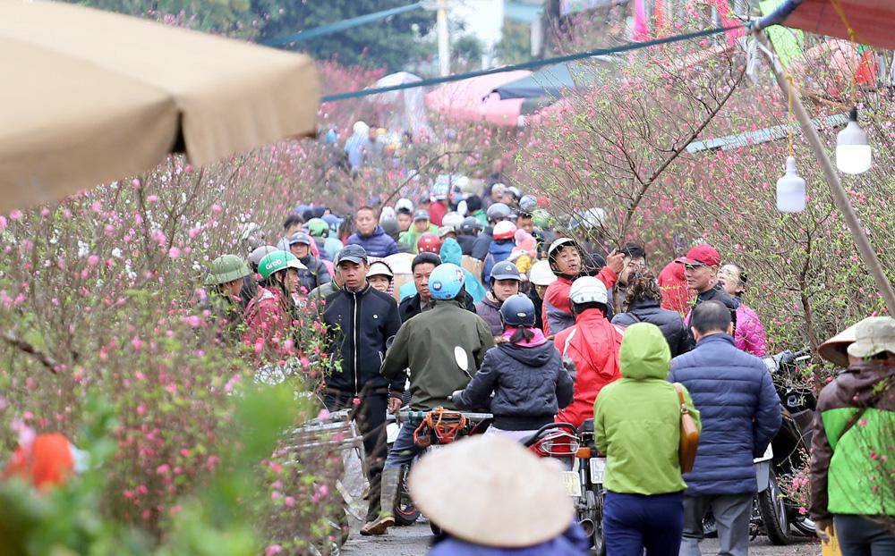 Tuần cuối trước Tết chợ hoa Quảng An đông nghẹt thở, người người đến sắm đào quất-5