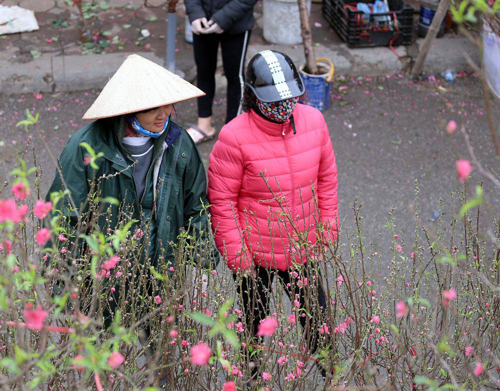 Tuần cuối trước Tết chợ hoa Quảng An đông nghẹt thở, người người đến sắm đào quất-11