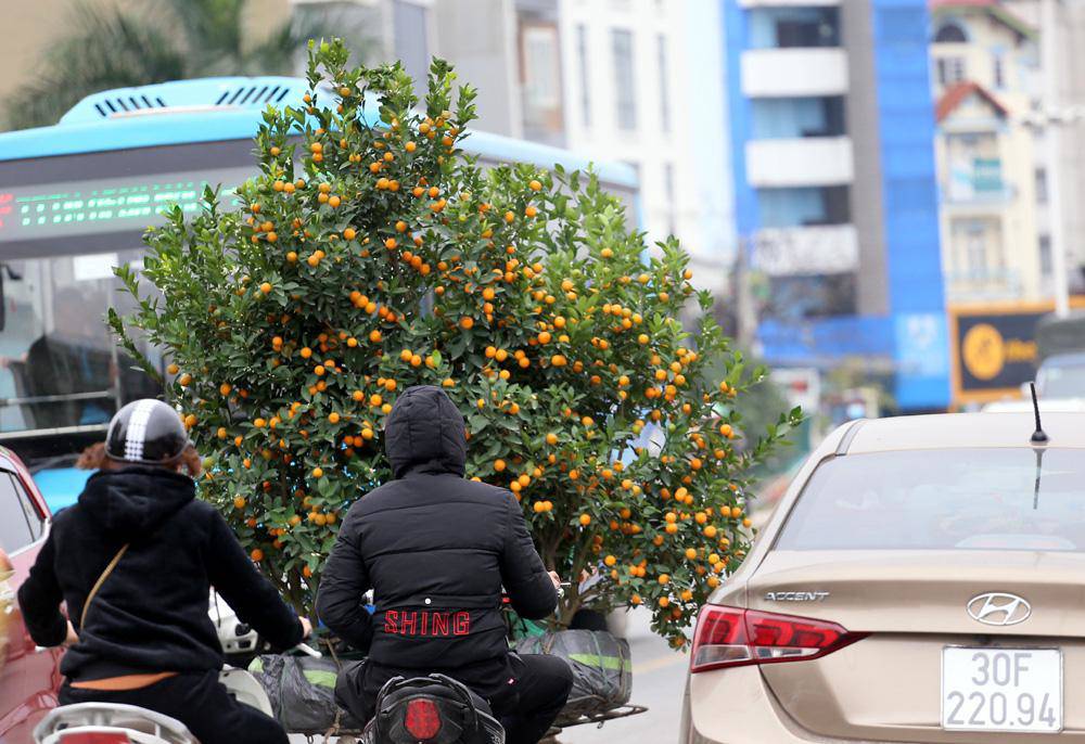 Tuần cuối trước Tết chợ hoa Quảng An đông nghẹt thở, người người đến sắm đào quất-14