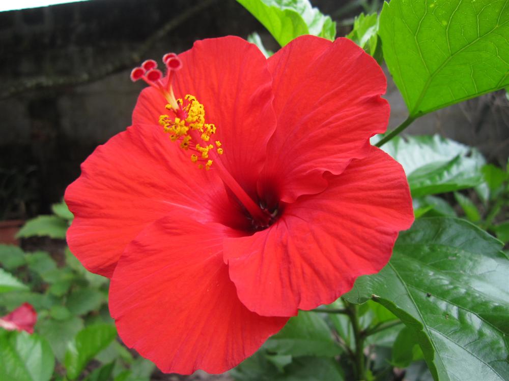 6 loài hoa tuyệt đối không bày trong nhà và trên ban thờ kẻo tán tài tán lộc-5