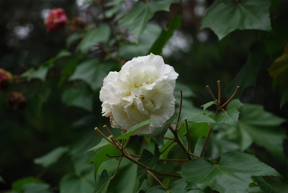 6 loài hoa tuyệt đối không bày trong nhà và trên ban thờ kẻo tán tài tán lộc-6